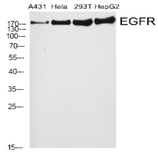 EGFR Polyclonal Antibody avatar