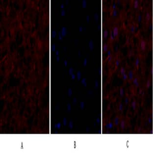 eIF2? Polyclonal Antibody avatar