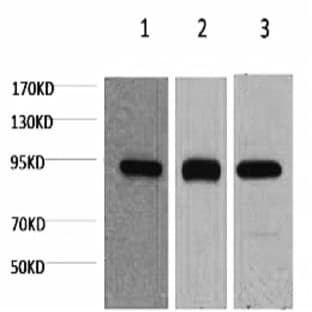 HSP90? Monoclonal Antibody avatar