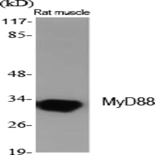 MyD88 Polyclonal Antibody avatar