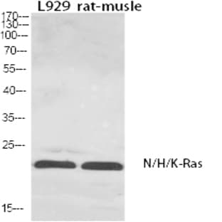 N/H/K-Ras Polyclonal Antibody avatar