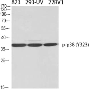p38 (phospho Tyr323) Polyclonal Antibody avatar