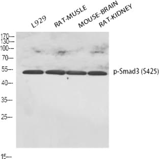 Smad3 (phospho Ser425) Polyclonal Antibody avatar