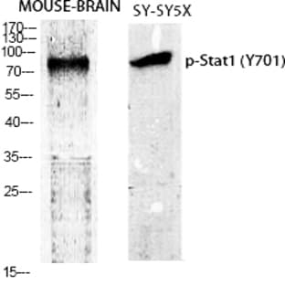 Stat1 (phospho Tyr701) Polyclonal Antibody avatar