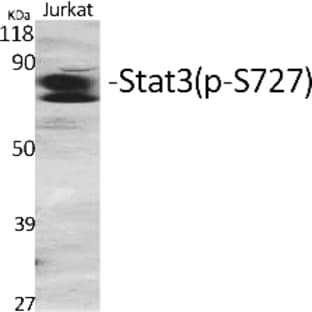 Stat3 (phospho Ser727) Polyclonal Antibody avatar