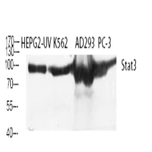 Stat3 Polyclonal Antibody avatar