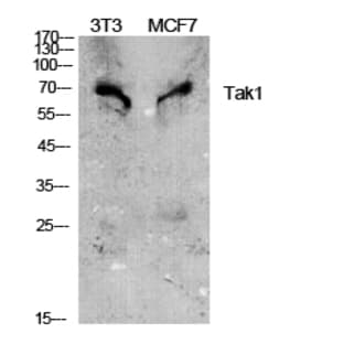Tak1 Polyclonal Antibody avatar