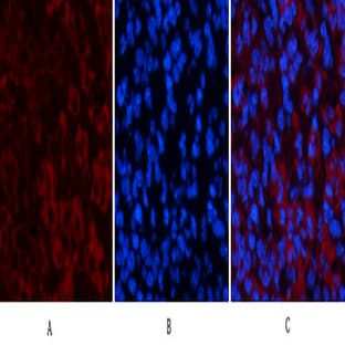 ATG7 Mouse Monoclonal Antibody(3D6) avatar