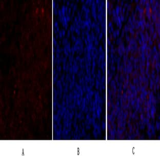 Bax Polyclonal Antibody avatar