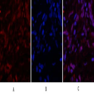 Caspase-3 Polyclonal Antibody avatar