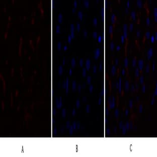 Caspase-9 Polyclonal Antibody avatar