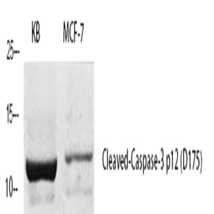 Cleaved-Caspase-3 p12 (D175) Polyclonal Antibody avatar
