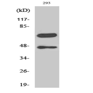Cleaved-Caspase-8 (D384) Polyclonal Antibody avatar