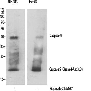Cleaved-Caspase-9 (D353) Polyclonal Antibody avatar