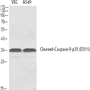 Cleaved-Caspase-9 p35 (D315) Polyclonal Antibody avatar