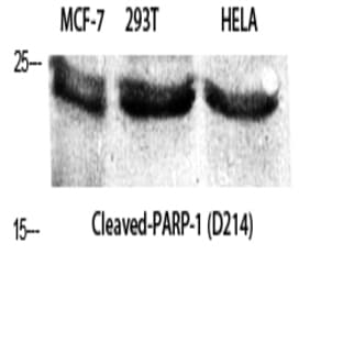 Cleaved-PARP-1 (D214) Polyclonal Antibody avatar