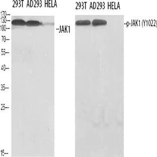JAK1 (phospho Tyr1022) Polyclonal Antibody avatar