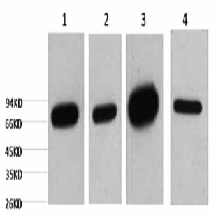 Lamin B1 Monoclonal Antibody avatar