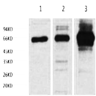 NFkB p65 Monoclonal Antibody avatar