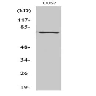 NF?B-p65 (phospho Ser529) Polyclonal Antibody avatar