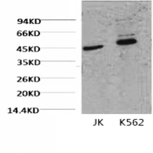 CD16 Monoclonal Antibody avatar