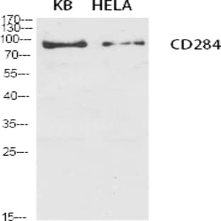 CD284 Polyclonal Antibody avatar