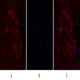 CD44 Polyclonal Antibody avatar
