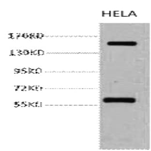 CD45 Monoclonal Antibody avatar