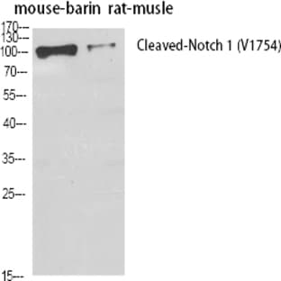 Cleaved-Notch 1 (V1754) Polyclonal Antibody avatar
