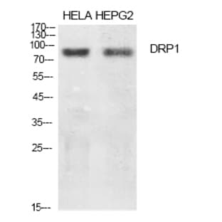 DRP1 Polyclonal Antibody avatar