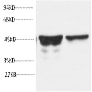 GFAP Monoclonal Antibody avatar