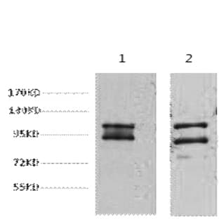 IDE Monoclonal Antibody avatar