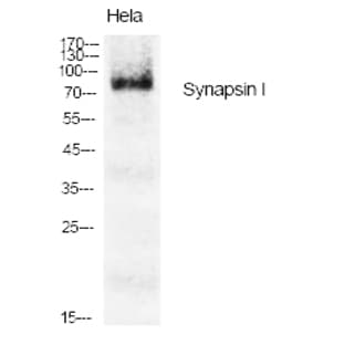 Synapsin I Polyclonal Antibody avatar