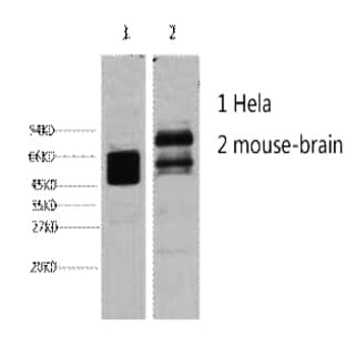 CK8 Monoclonal Antibody avatar