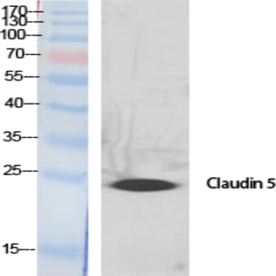 Claudin-5 Polyclonal Antibody avatar