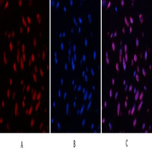 Desmin Monoclonal Antibody avatar