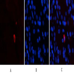 Epsilon Tubulin Mouse Monoclonal Antibody(3G1) avatar