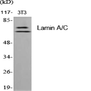 Lamin A/C Polyclonal Antibody avatar