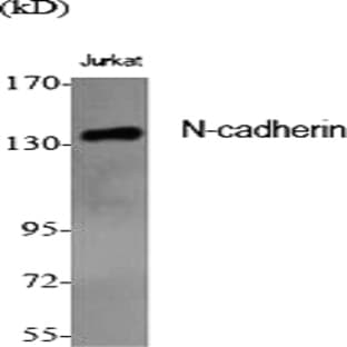 N-cadherin Polyclonal Antibody avatar