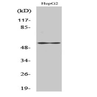 VIM Polyclonal Antibody avatar