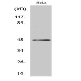 AP-1 (phospho Ser63) Polyclonal Antibody avatar