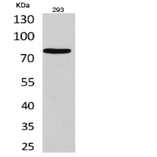 Bcl-6 Polyclonal Antibody avatar