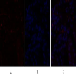 C/EBP ? Polyclonal Antibody avatar