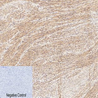 CREB-1 (phospho Ser133) Polyclonal Antibody avatar