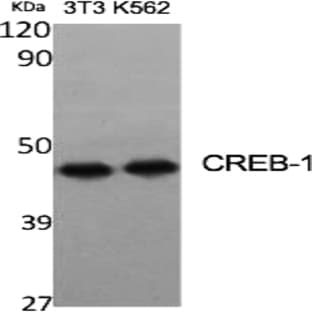 CREB-1 Polyclonal Antibody avatar