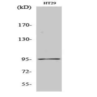 Dnmt3b Polyclonal Antibody avatar