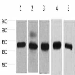 eIF4A1 Monoclonal Antibody avatar