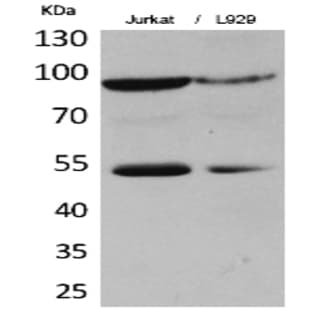 EPAS-1 Polyclonal Antibody avatar