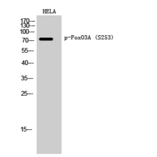 FoxO3A (phospho Ser253) Polyclonal Antibody avatar