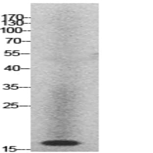 Histone H2A Polyclonal Antibody avatar